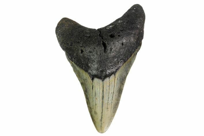 Fossil Megalodon Tooth - North Carolina #161443